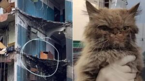 Gatto salvato da un palazzo colpito dalle bombe in Ucraina