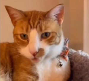 Il gattino soffre il solletico sotto la zampa e miagola contrariato (VIDEO)
