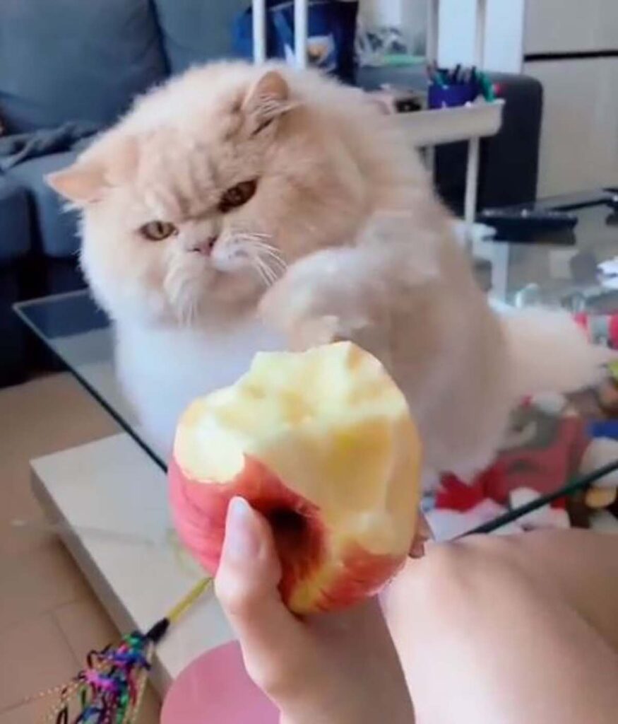 gatto vuole una mela