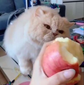 Il gattino prova disperatamente a prendere una mela dalla sua padrona (VIDEO)