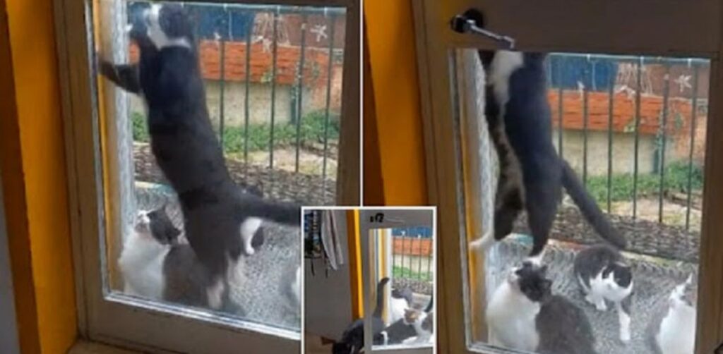 Gatto intelligente impara ad aprire la porta per far entrare tutti i suoi amici