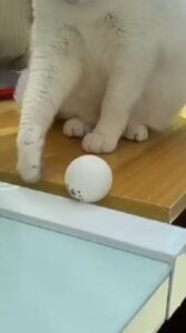 Gatto fa cadere cose dalla scrivania? (VIDEO)