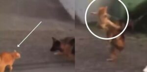 Un gatto randagio sfida l’aggressivo Pastore Tedesco con un calcio volante epico