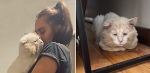 Un gatto randagio viene filmato nel momento esatto in cui si rende conto che sarà amato per sempre