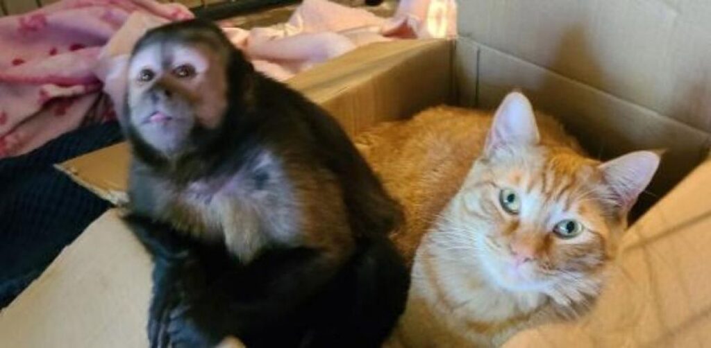 Un gatto e una scimmia sono amici inseparabili e conquistano il web