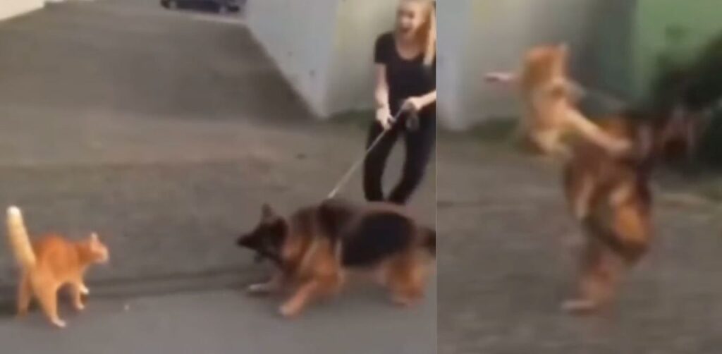 Una scena epica senza dubbio: un gatto di strada sfida senza paura un cane molto più grande di lui