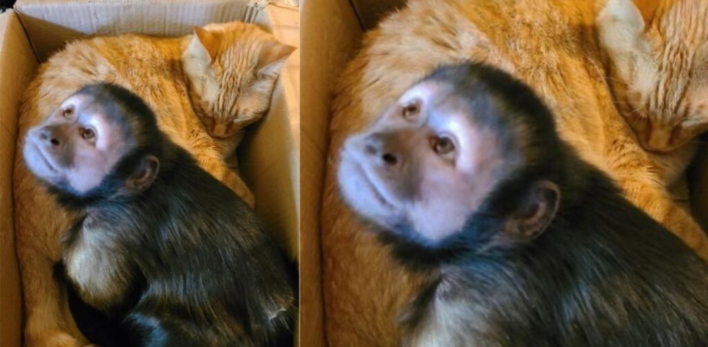 Un gatto e una scimmia sono amici inseparabili e conquistano il web