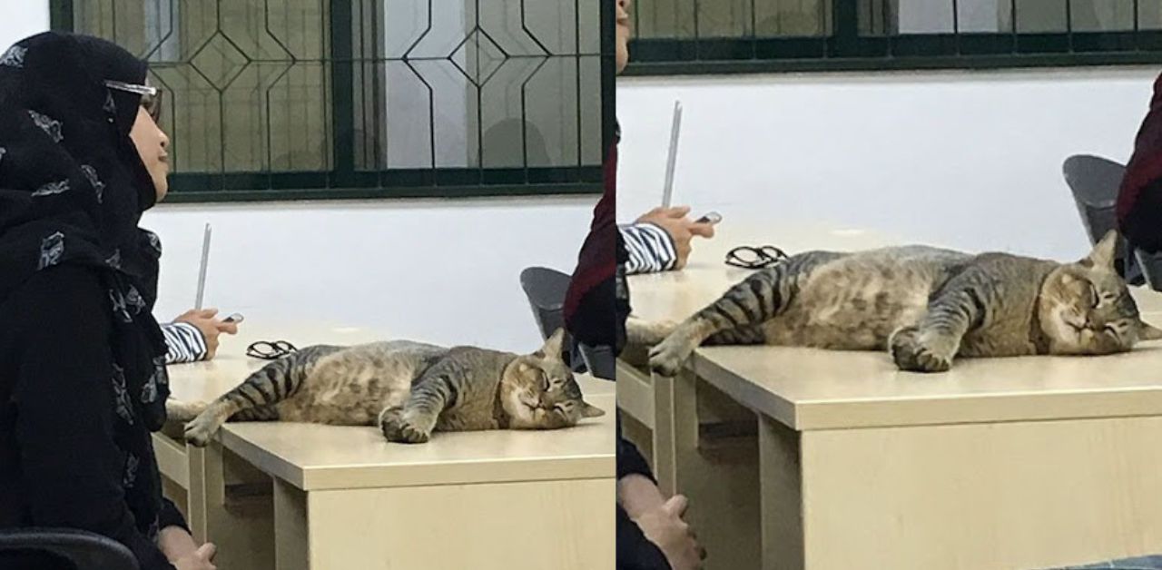 Gatto entra nell'aula universitaria e si addormenta sul banco a causa della lezione noiosa