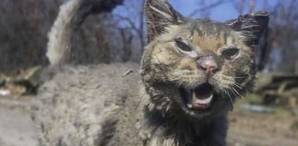 Gatto è miracolosamente sopravvissuto ad un attacco aereo a Kiev, in Ucraina