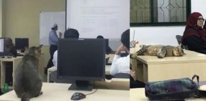 Gatto entra nell’aula universitaria e si addormenta sul banco a causa della lezione noiosa