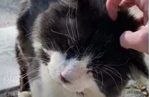 Il gattone Arnold è diventato uno splendido e felice gatto domestico (VIDEO)