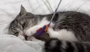 Il gattone domestico Mochi è perplesso per la presenza di uno strano gatto (VIDEO)