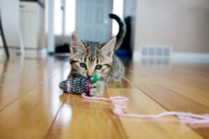 giochi con le campanelle per gatti