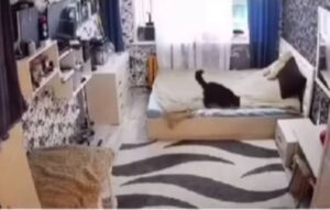 un gattino che rifà un letto