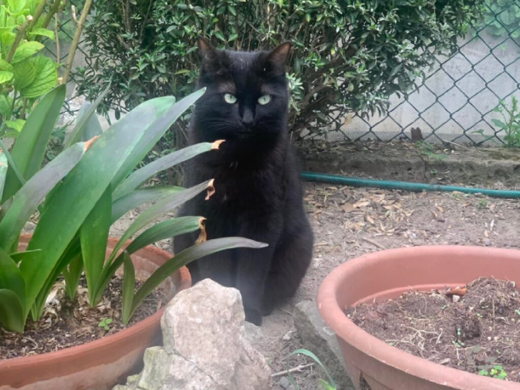gatto flip piante verdi