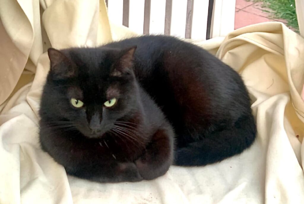 gatto flip occhi chiari