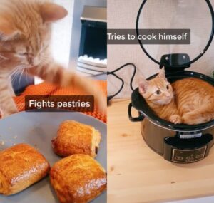 Magnus, il simpatico gatto arancione che fa cose senza senso (VIDEO)