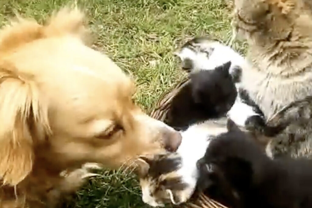 mamma gatta e gattini hanno un amico cane che li accudisce