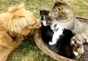 Mamma gatta e gattini hanno un amico cane, l’amicizia che fa riflettere (VIDEO)