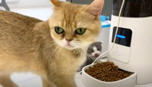 Una mamma gatta premurosa insegna ai cuccioli a mangiare da soli (VIDEO)
