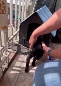 Gattino salvato da un attivista, era legato (VIDEO)