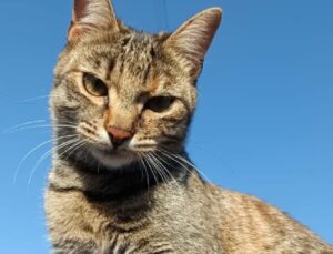 Nettuno, a perdersi è una gatta Soriano di nome Olivia, la proprietaria denuncia la scomparsa
