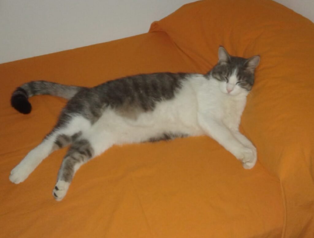 gatto disteso divano arancione 