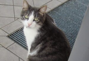 Ozzano dell’Emilia, gatto europeo scomparso da più di 9 mesi, la famiglia lo continua a cercare