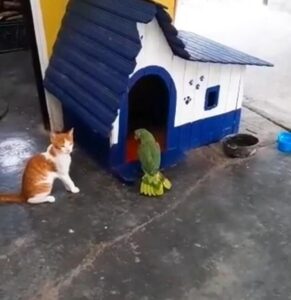 Gattino si fa difendere da un pappagallo (VIDEO)