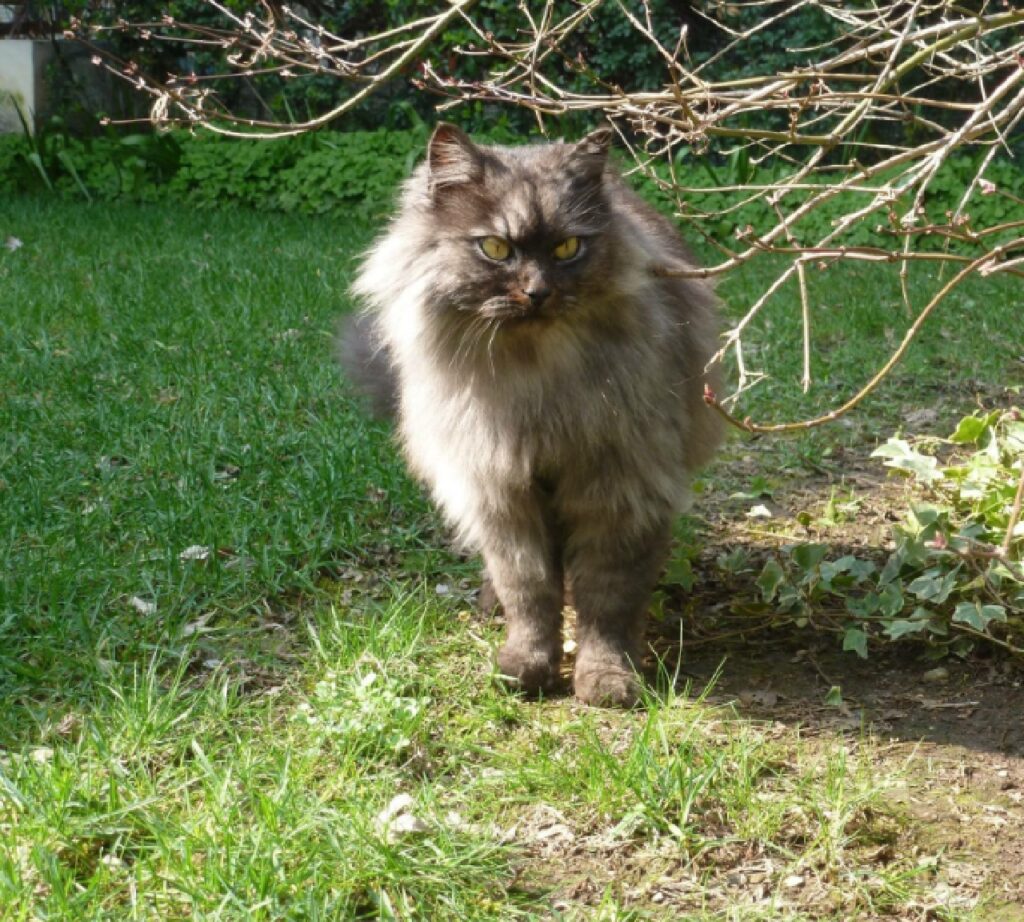 gatto pelo grigio chiaro e scuro 