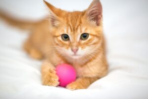 palline particolari per gatti