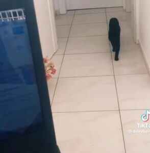 Gattino cieco riconosce la sua mamma (VIDEO)