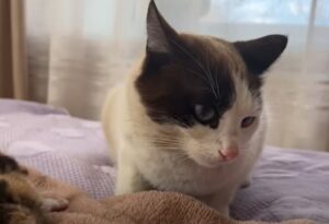 Un papà gatto incontra e conosce i suoi splendidi cuccioli; la reazione (VIDEO)