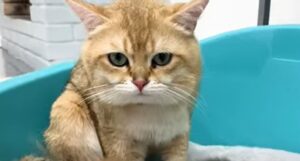 Papà gatto si prende cura dei suoi due cuccioli e lo fa con immenso amore (VIDEO)