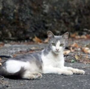 Gattino trovato con ferite da arma da fuoco