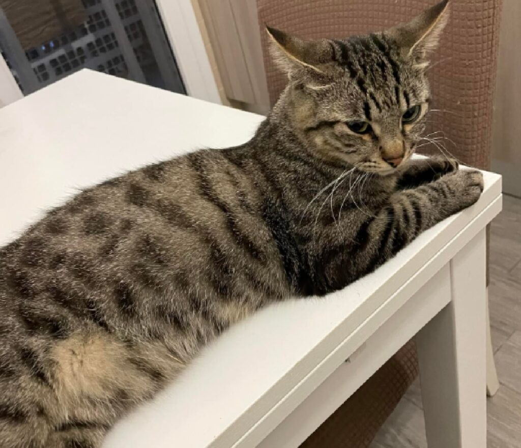gatto soriano su tavolo bianco