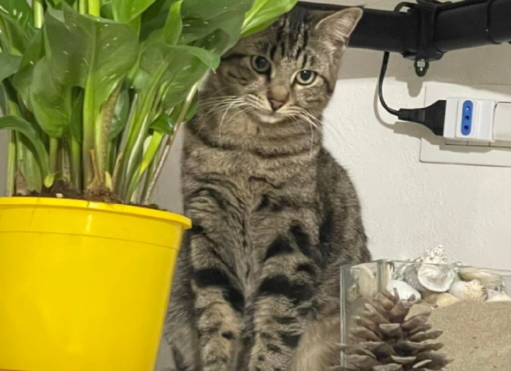 gatto soriano dietro pianta