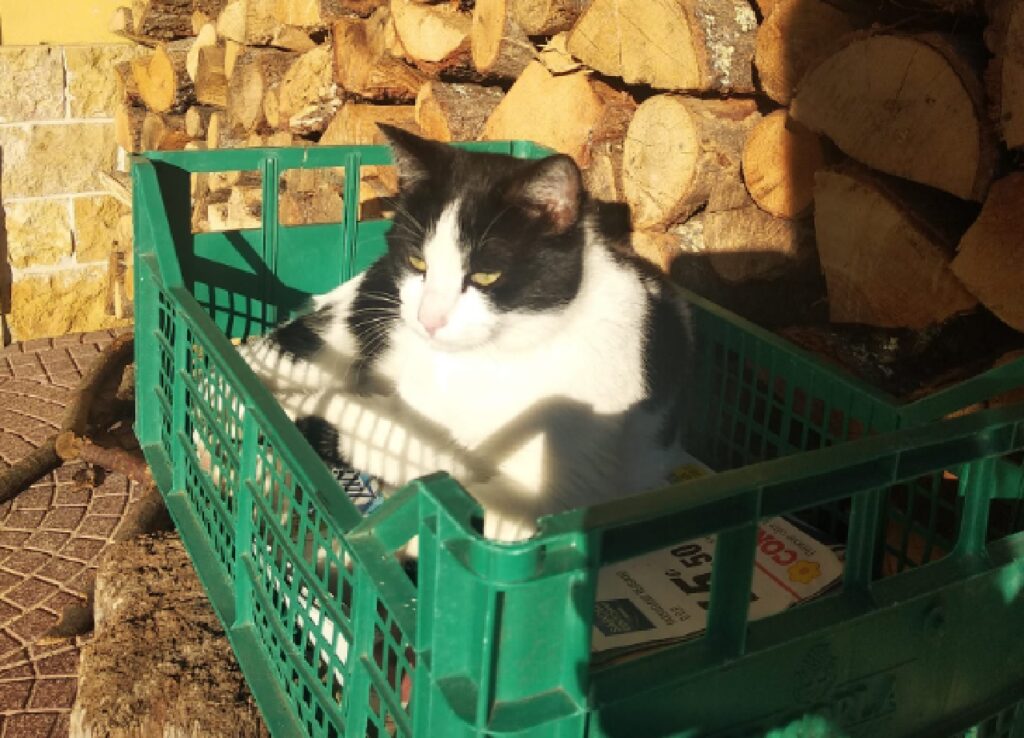 gatto derek cascina verde