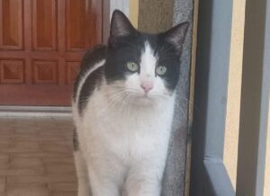 Roma, si son perse le tracce del piccolo Derek, questo gatto non si era mai allontanato prima d’ora