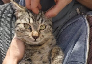 Scafati, si segnala lo smarrimento di un gatto Soriano, per il micio si offre una lauta ricompensa