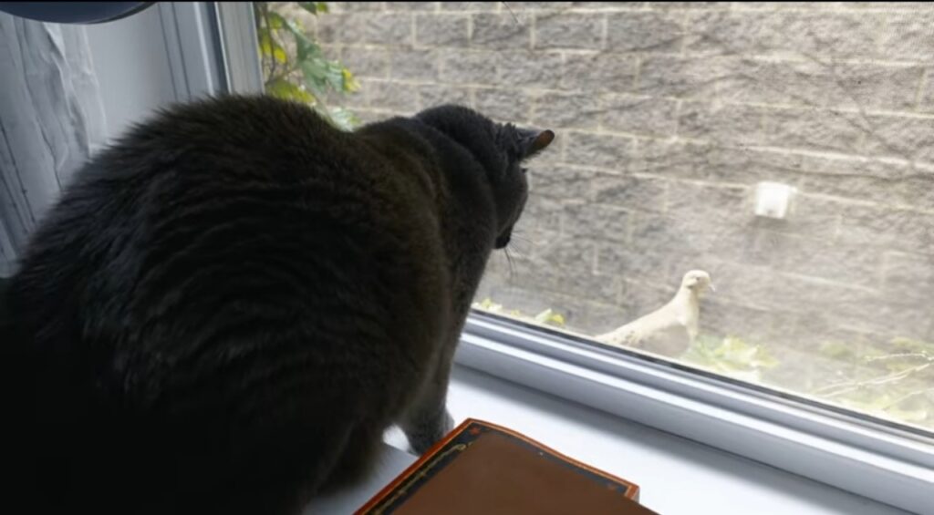 simpatico gatto incontra una colomba