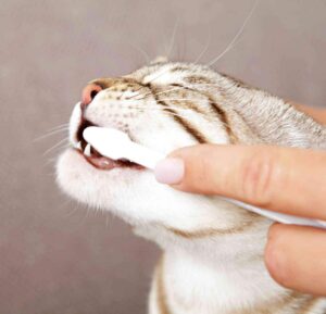 spazzolini da denti per gatti