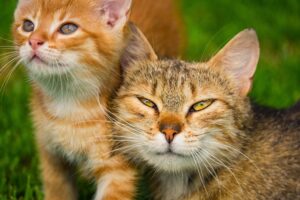 antiparassitari per gatti e gattini