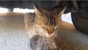 La tenera gatta piange mentre stringe il suo cucciolo morto