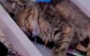 Tenero gattino si nasconde nel cassetto per dormire senza esser disturbato (VIDEO)