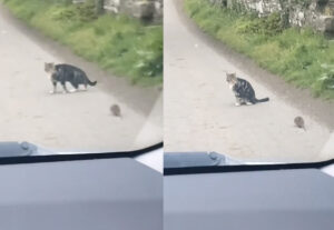 Topo rincorre gatto: la rincorsa esilarante diventa virale (VIDEO)