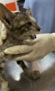 Gattina rischiava la vita ma ora è salva (VIDEO)