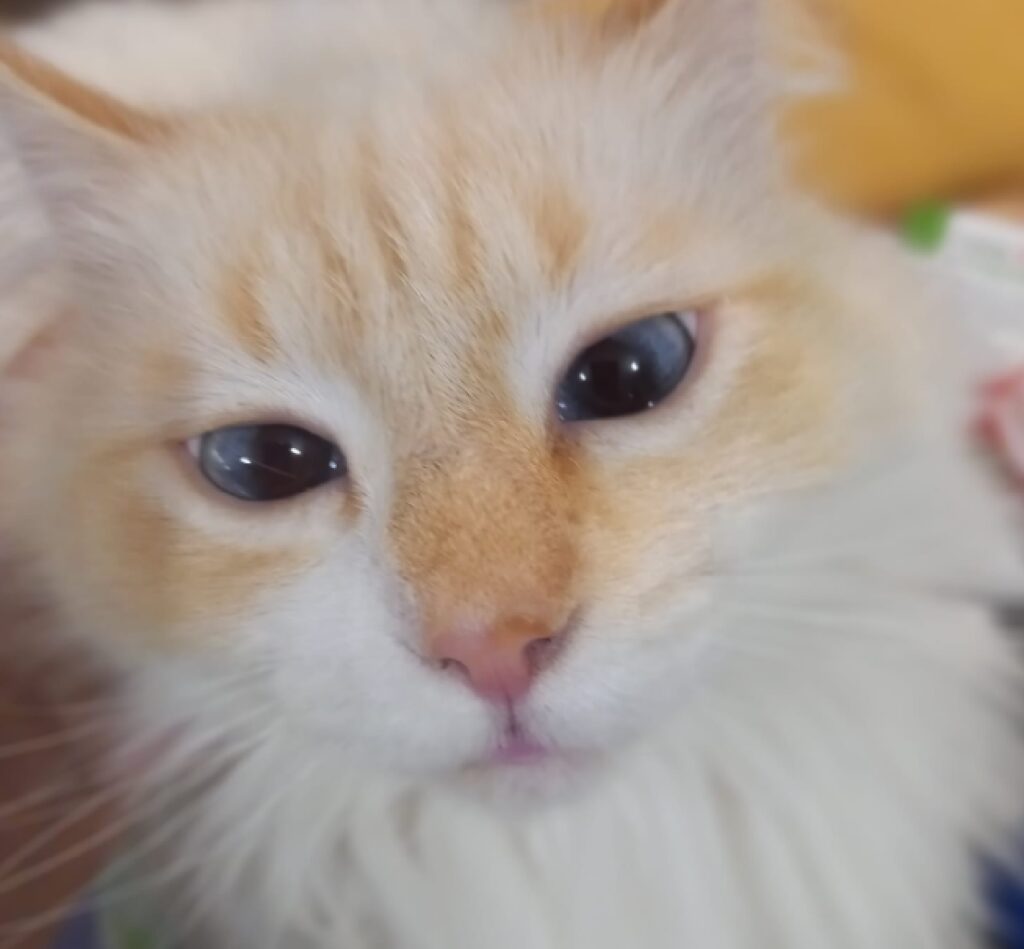 gatto fiocco rossastro sul volto 