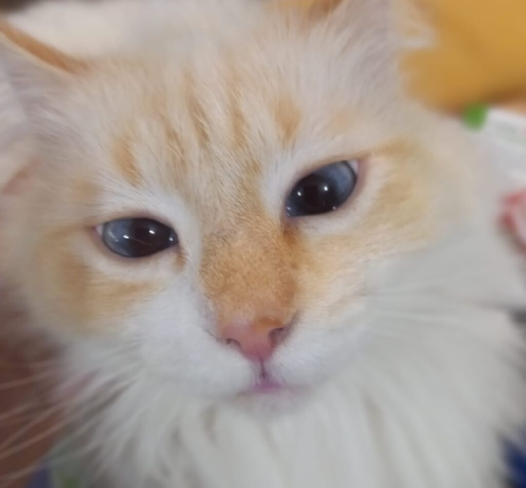 gatto fiocco rossastro sul volto