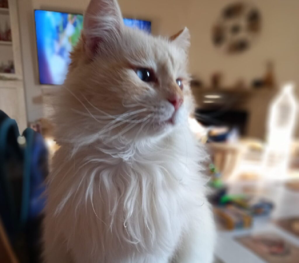 gatto fiocco occhi azzurri senza collare